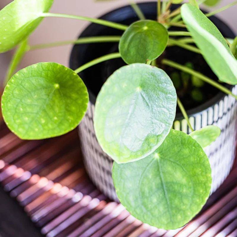 Chinese Money Plant Live (Pilea Peperomioides) - 3 Inch Pot, 2 Inches Tall, Indoor Chinese Money Plant Live (Pilea Peperomioides) - 3 Inch Pot, 2 Inches Tall, Indoor - Image 3