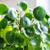Chinese Money Plant Live (Pilea Peperomioides) - 3 Inch Pot, 2 Inches Tall, Indoor - Image 1