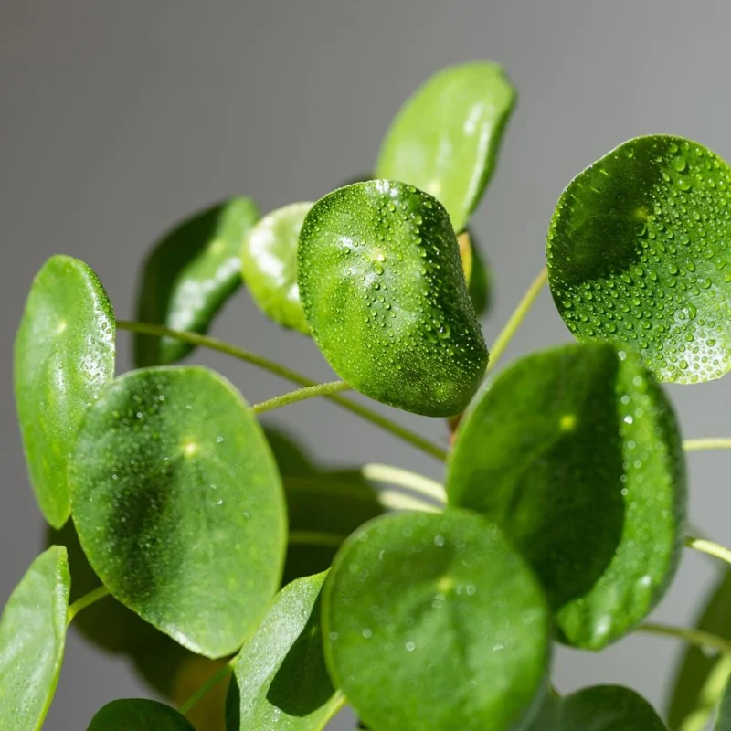 Chinese Money Plant Live (Pilea Peperomioides) - 3 Inch Pot, 2 Inches Tall, Indoor Chinese Money Plant Live (Pilea Peperomioides) - 3 Inch Pot, 2 Inches Tall, Indoor - Image 4
