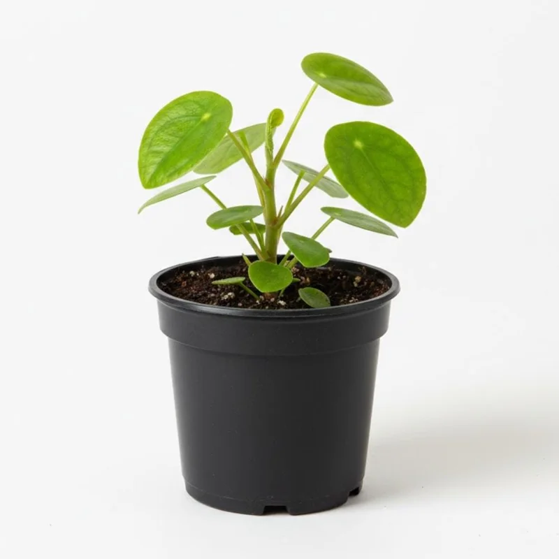 Chinese Money Plant Live (Pilea Peperomioides) - 3 Inch Pot, 2 Inches Tall, Indoor Chinese Money Plant Live (Pilea Peperomioides) - 3 Inch Pot, 2 Inches Tall, Indoor - Image 5