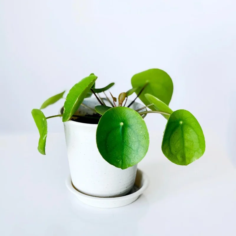 Chinese Money Plant Live (Pilea Peperomioides) - 3 Inch Pot, 2 Inches Tall, Indoor Chinese Money Plant Live (Pilea Peperomioides) - 3 Inch Pot, 2 Inches Tall, Indoor - Image 6