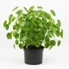 Chinese Money Plant Live - Pilea Peperomioides - 6 Inch Pot, 7 Inches Tall, Indoor - Image 1