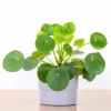 Chinese Money Plant Live - Pilea Peperomioides in 4 Inch Pot, 7 Inches Tall Indoor Houseplant - Image 1