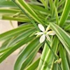 Chlorophytum Comosum Spider 1 Live 8" Plant Herbs Healthy Easy Plant Variegated - Image 1