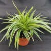 Chlorophytum Variegata Compacta Live Plant - Spider Plant in 3" Pot - Image 1