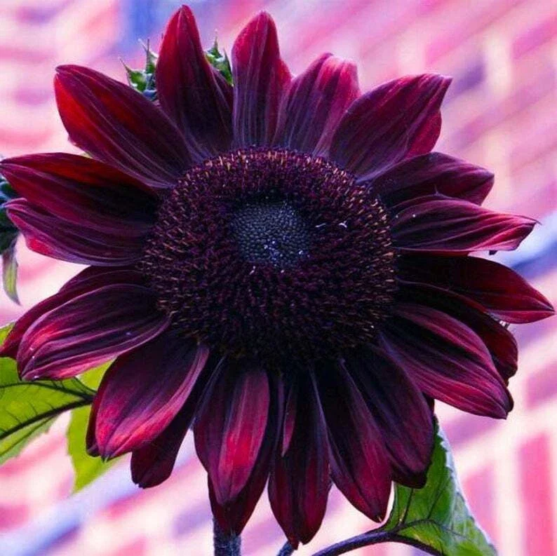 Chocolate Cherry Sunflower Seeds – 25 Seeds Pack – Perennial Sun Bloom - Image 2