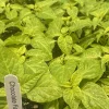 Chocolate Fatalii Super Hot Pepper Live Plants - 3 Pack, 75+ Day Old, Vegetative Stage Chocolate Fatalii Super Hot Pepper Live Plants - 3 Pack, 75+ Day Old, Vegetative Stage - Image 1