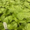 Chocolate Habanero Super Hot Pepper Live Plant - Lot of 3 - 75+ Days Old - Vegetable - Image 1