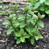 Chocolate Mint Herb Live Plant - Fresh, Fragrant, Edible Leaves - 3.5 Inch Pot - 3-5" Tall - Image 1