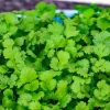 Cilantro Live Plant - 3.5 Inch Pot, Well-Rooted Herb, 5-7 Inch Height - Image 1