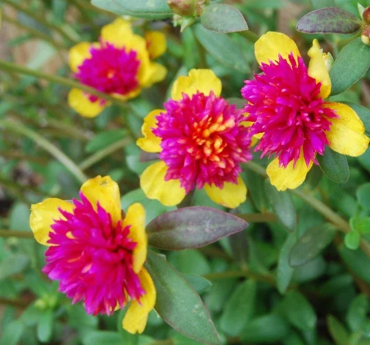 Cinderella Fairy Tale Purslane - Double Guava Live Plant - Portulaca Oleracea - Image 2