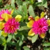 Cinderella Fairy Tale Purslane - Double Guava Live Plant - Portulaca Oleracea Cinderella Fairy Tale Purslane - Double Guava Live Plant - Portulaca Oleracea - Image 1