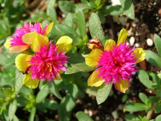 Cinderella Fairy Tale Purslane - Double Guava Live Plant - Portulaca Oleracea - Image 1