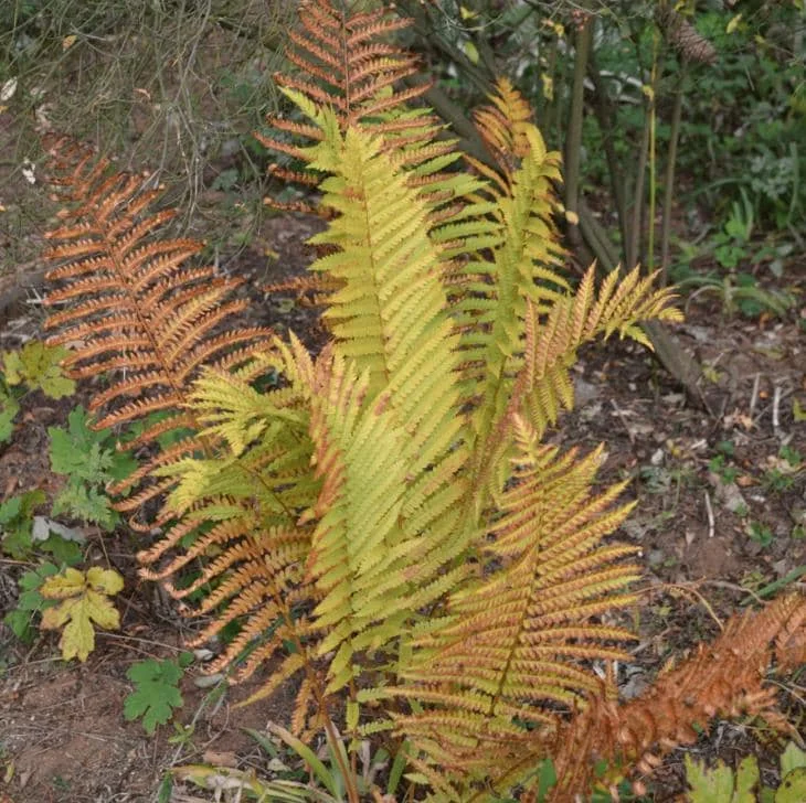 Cinnamon Fern Rhizomes - 5 Pack Live Native Shade Ferns, Easy Grow, Outdoor Cinnamon Fern Rhizomes - 5 Pack Live Native Shade Ferns, Easy Grow, Outdoor - Image 10