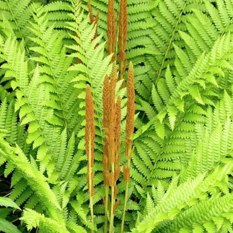 Cinnamon Fern Rhizomes - 5 Pack Live Native Shade Ferns, Easy Grow, Outdoor Cinnamon Fern Rhizomes - 5 Pack Live Native Shade Ferns, Easy Grow, Outdoor - Image 2