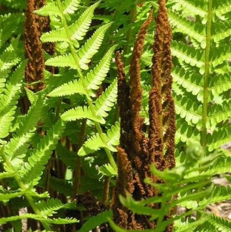 Cinnamon Fern Rhizomes - 5 Pack Live Native Shade Ferns, Easy Grow, Outdoor Cinnamon Fern Rhizomes - 5 Pack Live Native Shade Ferns, Easy Grow, Outdoor - Image 3