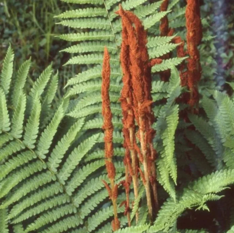 Cinnamon Fern Rhizomes - 5 Pack Live Native Shade Ferns, Easy Grow, Outdoor Cinnamon Fern Rhizomes - 5 Pack Live Native Shade Ferns, Easy Grow, Outdoor - Image 4
