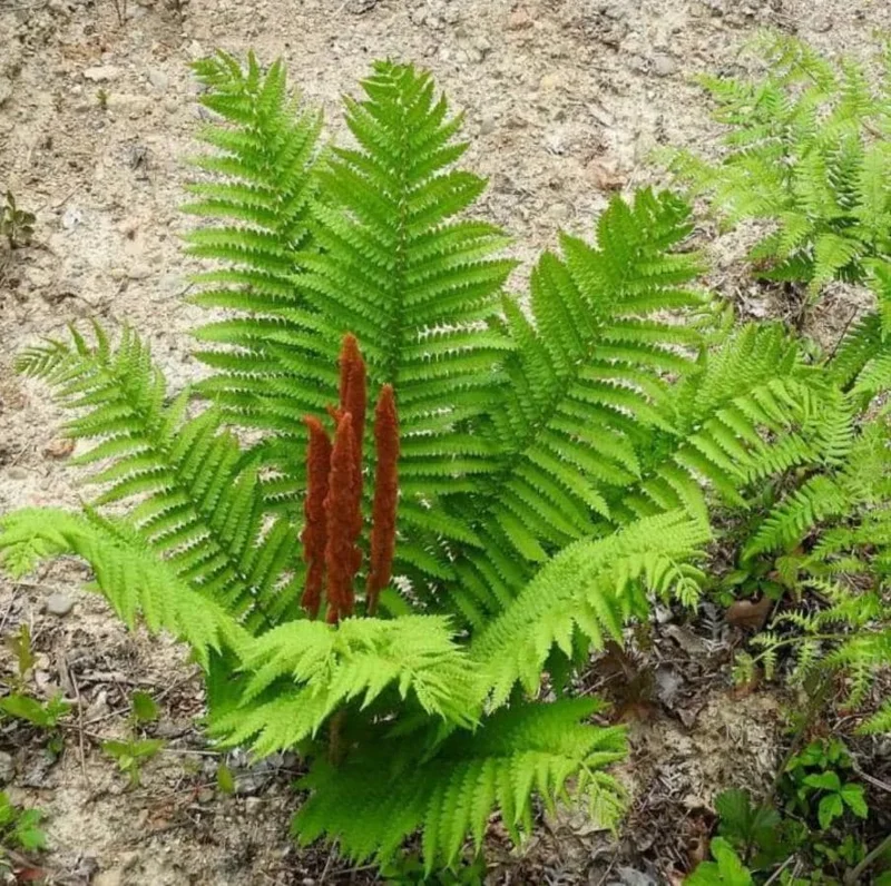 Cinnamon Fern Rhizomes - 5 Pack Live Native Shade Ferns, Easy Grow, Outdoor Cinnamon Fern Rhizomes - 5 Pack Live Native Shade Ferns, Easy Grow, Outdoor - Image 5