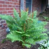 Cinnamon Fern Rhizomes - 5 Pack Live Native Shade Ferns, Easy Grow, Outdoor Cinnamon Fern Rhizomes - 5 Pack Live Native Shade Ferns, Easy Grow, Outdoor - Image 1