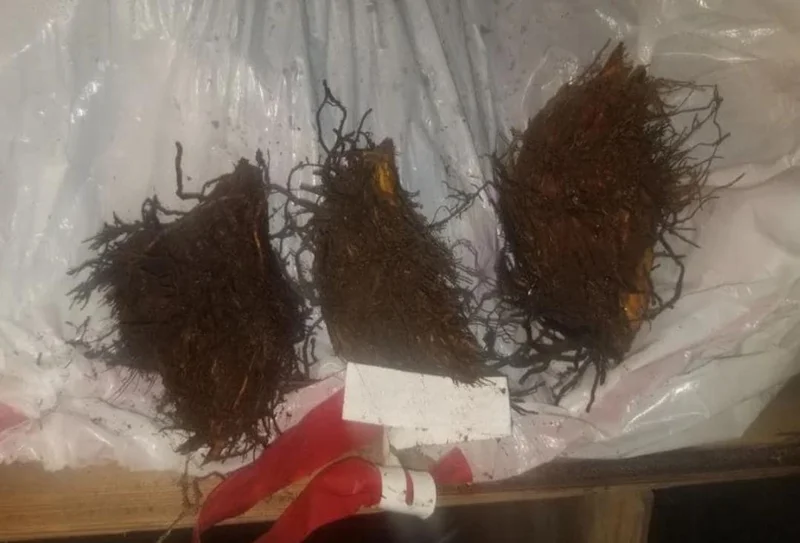 Cinnamon Fern Rhizomes - 5 Pack Live Native Shade Ferns, Easy Grow, Outdoor Cinnamon Fern Rhizomes - 5 Pack Live Native Shade Ferns, Easy Grow, Outdoor - Image 6