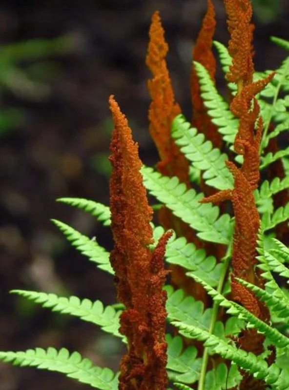 Cinnamon Fern Rhizomes - 5 Pack Live Native Shade Ferns, Easy Grow, Outdoor Cinnamon Fern Rhizomes - 5 Pack Live Native Shade Ferns, Easy Grow, Outdoor - Image 8