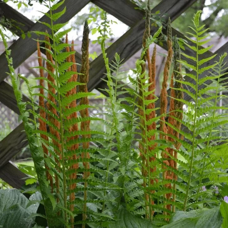 Cinnamon Fern Rhizomes - 5 Pack Live Native Shade Ferns, Easy Grow, Outdoor Cinnamon Fern Rhizomes - 5 Pack Live Native Shade Ferns, Easy Grow, Outdoor - Image 9