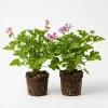 Citronella Pelargonium Live Plant 4-7 Inches – Fragrant Herb for Indoor/Outdoor - Image 1
