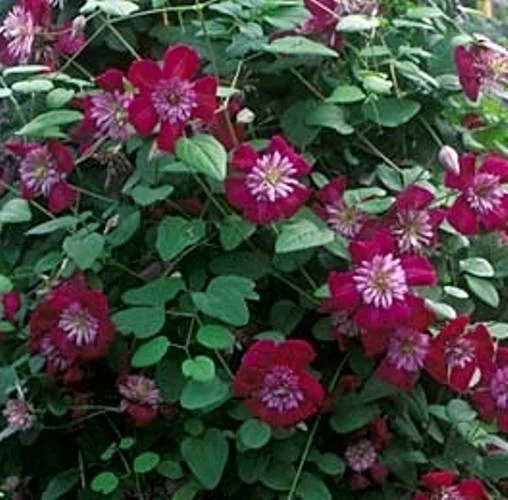 Clematis 'Avant-Garde' Perennial Vine - Live Flowering Plant - Image 2