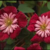 Clematis 'Avant-Garde' Perennial Vine - Live Flowering Plant Clematis 'Avant-Garde' Perennial Vine - Live Flowering Plant - Image 1