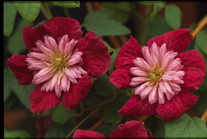 Clematis 'Avant-Garde' Perennial Vine - Live Flowering Plant - Image 1