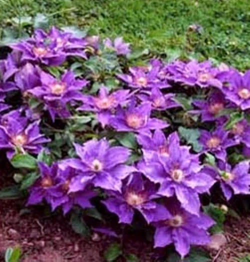 Clematis 'Bijou' Live Plant – Compact Perennial Vine – Outdoor Flower - Image 2