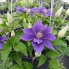 Clematis 'Bijou' Live Plant – Compact Perennial Vine – Outdoor Flower Clematis 'Bijou' Live Plant – Compact Perennial Vine – Outdoor Flower - Image 1