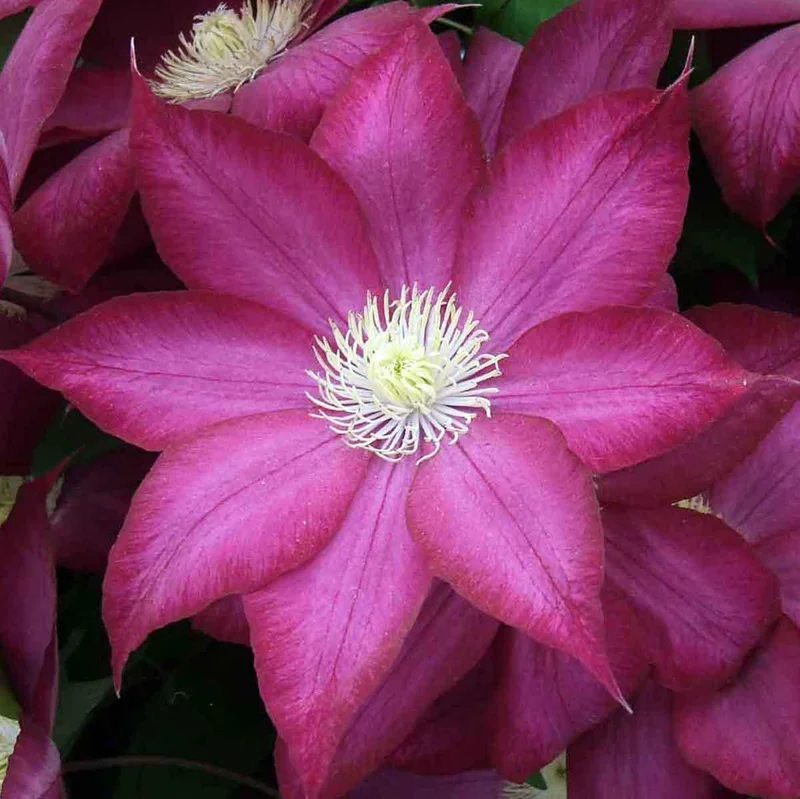 Clematis 'Bourbon' Live Plant – Perennial Flowering Vine for Outdoor Gardens - Image 2