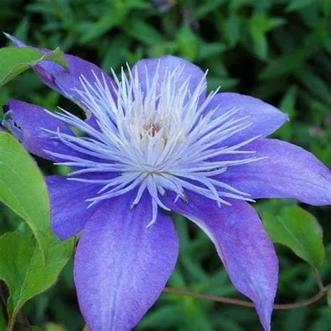 Clematis 'Crystal Fountain' Live Plant - Perennial Flowering Vine - Image 2