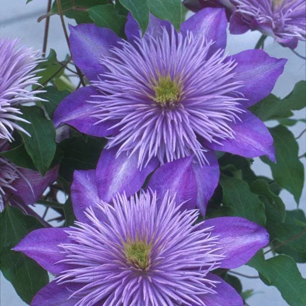 Clematis 'Crystal Fountain' Live Plant - Perennial Flowering Vine Clematis 'Crystal Fountain' Live Plant - Perennial Flowering Vine - Image 3