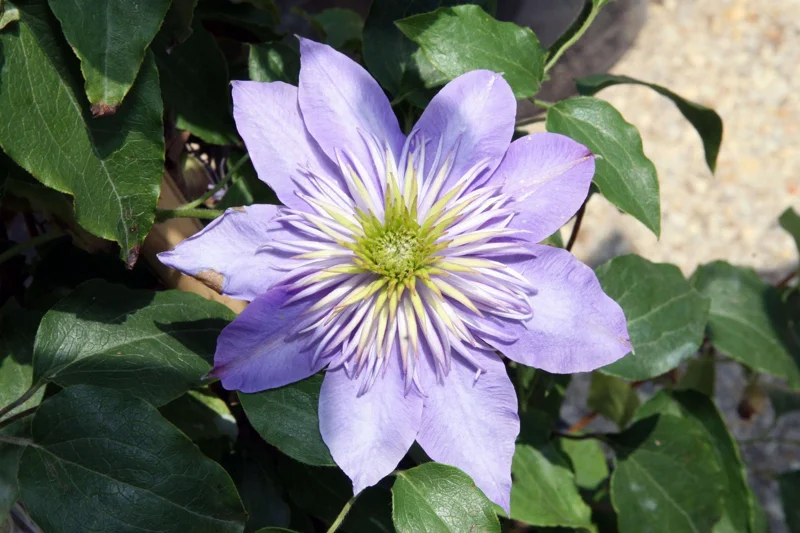 Clematis 'Crystal Fountain' Live Plant - Perennial Flowering Vine - Image 1