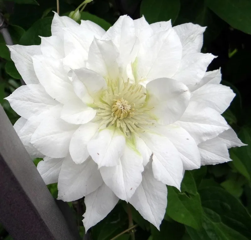 Clematis Duchess of Edinburgh Live Plant - Perennial Flowering Vine - Image 2