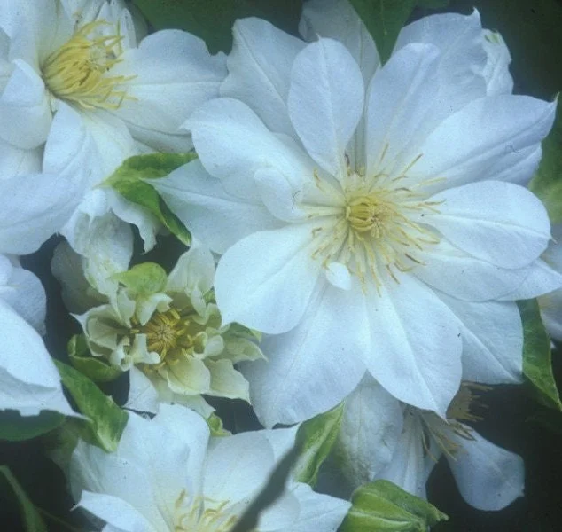 Clematis Duchess of Edinburgh Live Plant - Perennial Flowering Vine - Image 1