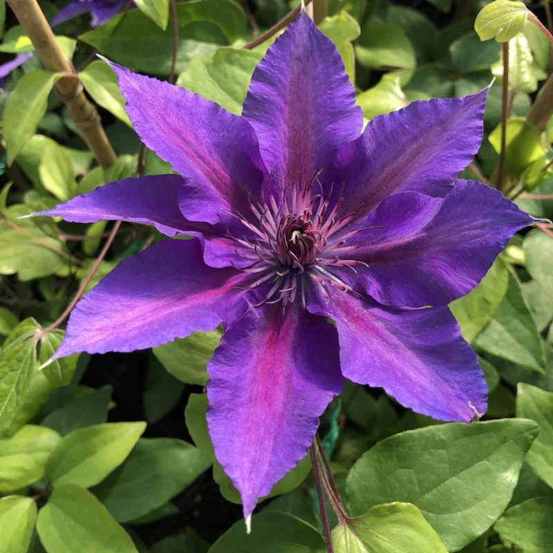 Clematis 'Edda' Live Plant - Perennial Vine for Garden & Trellis - Image 2