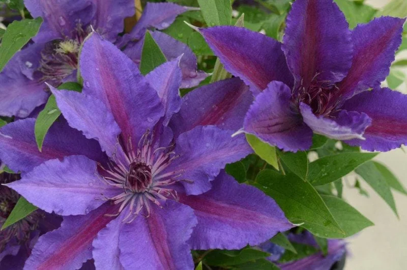 Clematis 'Edda' Live Plant - Perennial Vine for Garden & Trellis - Image 1