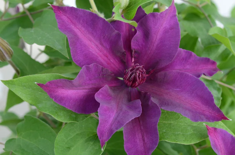 Clematis 'Fleuri' Live Plant – Perennial Flowering Vine for Garden - Image 2
