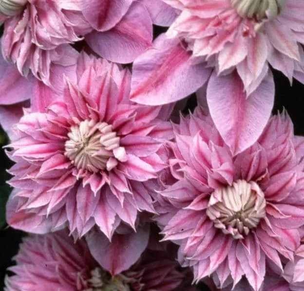 Clematis 'Josephine' Live Plant – Perennial Flowering Vine – Outdoor Garden - Image 2