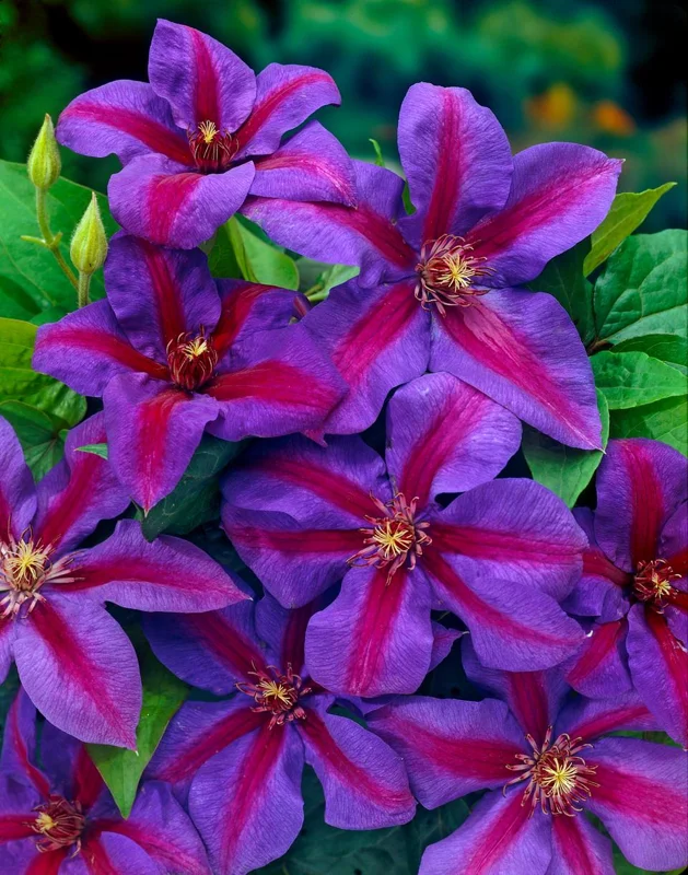 Clematis 'Mrs N Thompson' Live Plant - Perennial Vine for Garden - Image 2