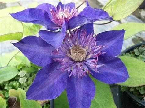 Clematis 'Multi-Blue' Live Plant – Perennial Flowering Vine for Garden - Image 2
