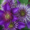 Clematis 'Multi-Blue' Live Plant – Perennial Flowering Vine for Garden - Image 1