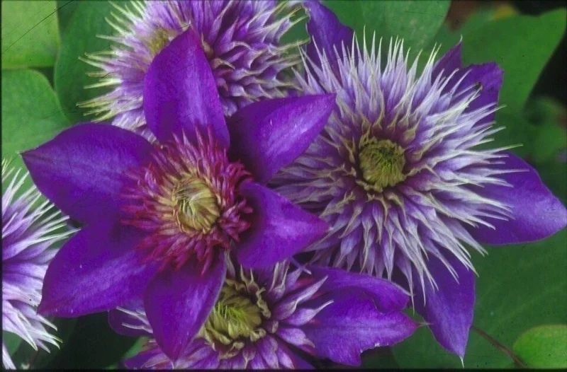 Clematis 'Multi-Blue' Live Plant – Perennial Flowering Vine for Garden - Image 1