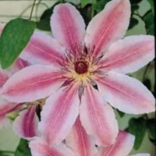 Clematis 'Nelly Moser' Live Plant Perennial Vine - Outdoor Flowering Plant - Image 1