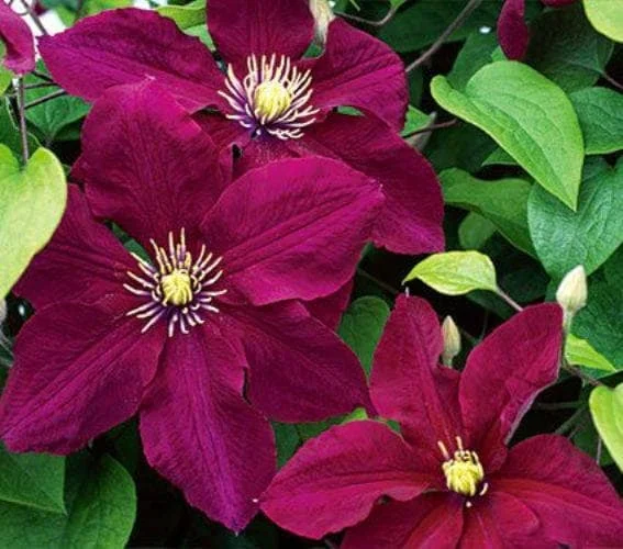 Clematis 'Rosemoor' Live Plant – Vibrant Pink Perennial Vine – Outdoor - Image 1