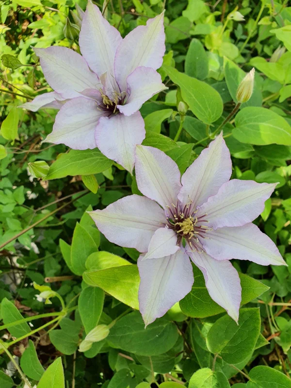 Clematis 'Samaritan Jo' Live Plant - Perennial Flowering Vine for Gardens - Image 2