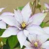 Clematis 'Samaritan Jo' Live Plant - Perennial Flowering Vine for Gardens Clematis 'Samaritan Jo' Live Plant - Perennial Flowering Vine for Gardens - Image 1